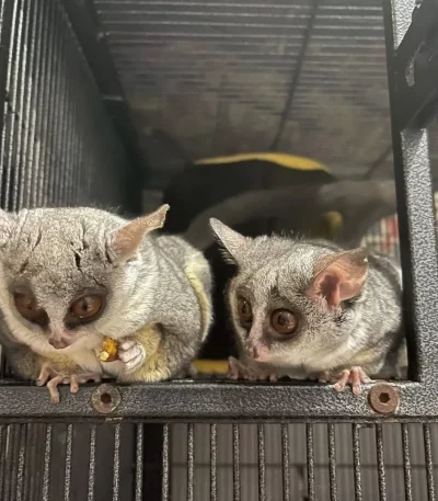 Bushbaby pet for sale