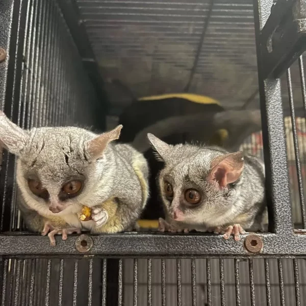 Bushbaby pet for sale