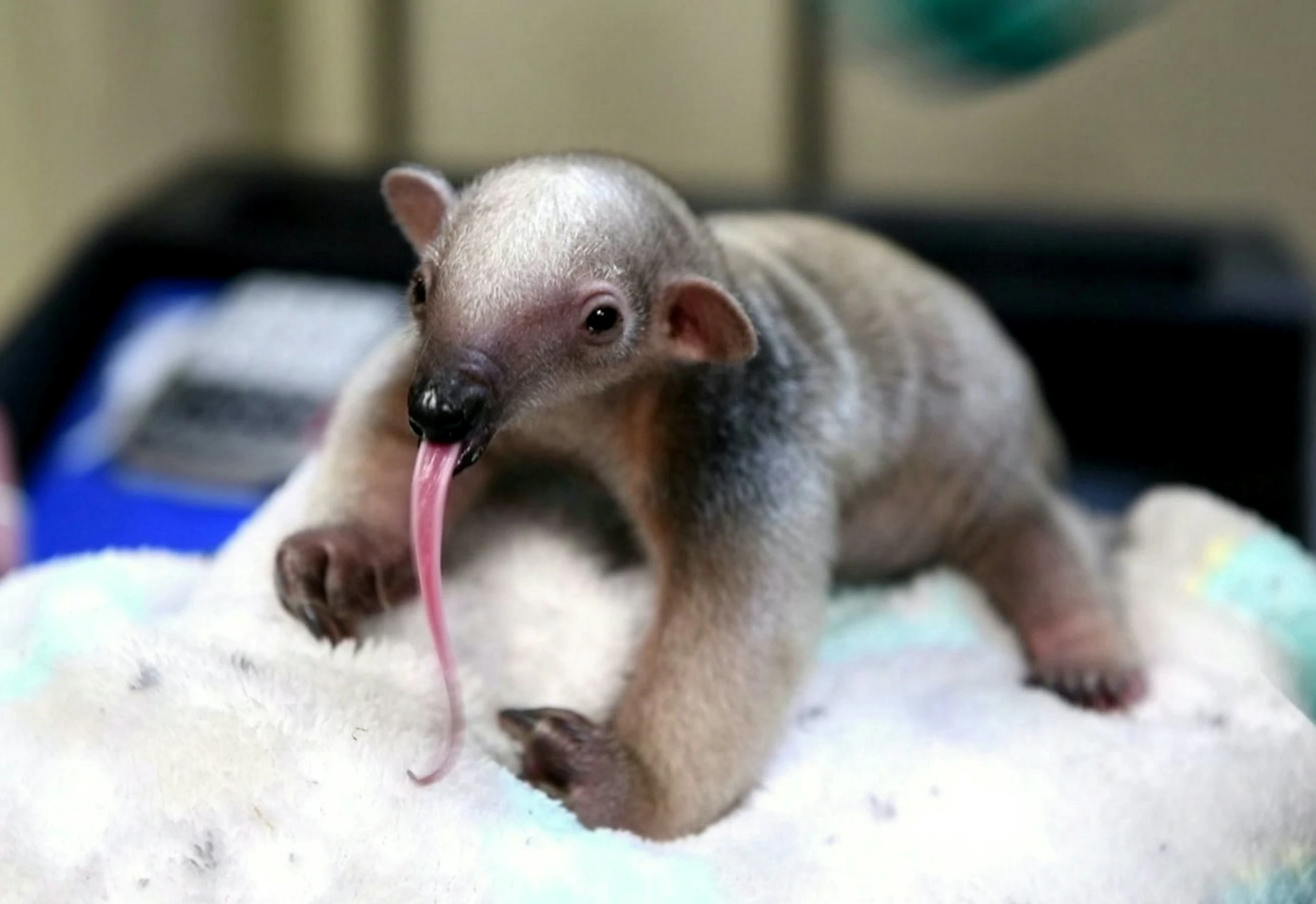 Anteater for sale Anteater for sale