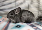 Chinchilla for sale with cage