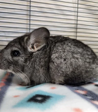 Chinchilla for sale with cage