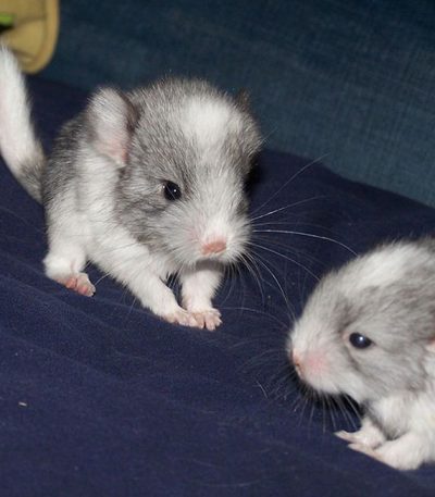 Baby Chinchilla for sale