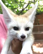 Fennec fox for sale
