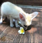 Fennec fox for sale