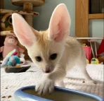 Pet fox for sale