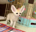Pet fox for sale