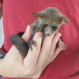 Galago pet for sale