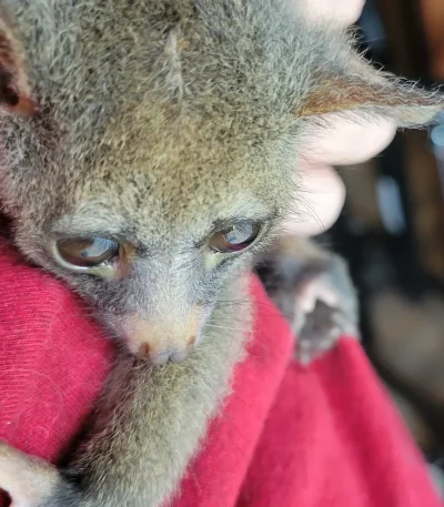 Galago pet for sale