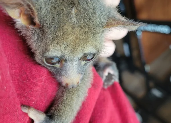 Galago pet for sale