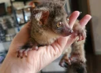 Senegal Galago for sale