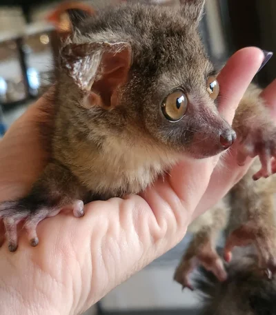 Senegal Galago for sale