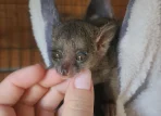 Senegal Galago for sale