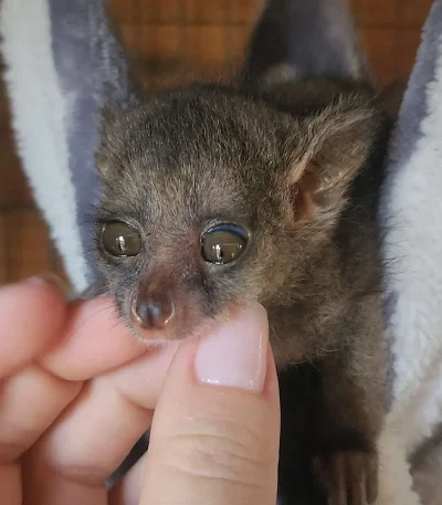 Senegal Galago for sale