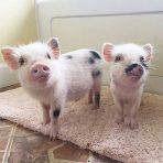 Juliana pigs for sale
