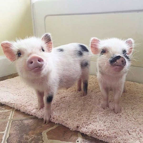 Juliana pigs for sale