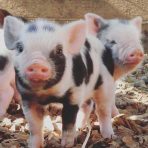 Juliana pigs for sale