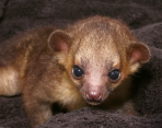 Kinkajou for sale