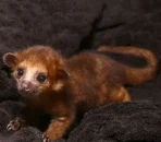 Kinkajou for sale