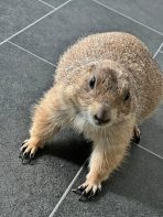 Prairie dog for sale