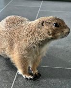 Prairie dog for sale
