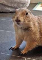 Prairie dog pet for sale