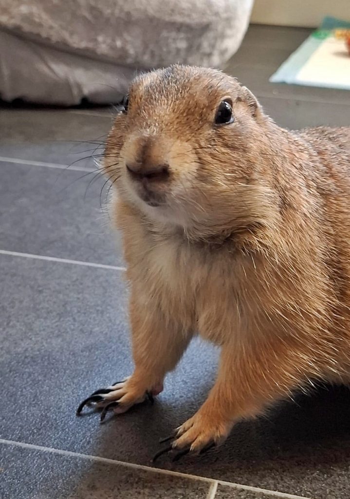 Prairie dog pet for sale