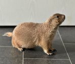 Prairie dog pet for sale