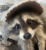Pet Raccoon for sale