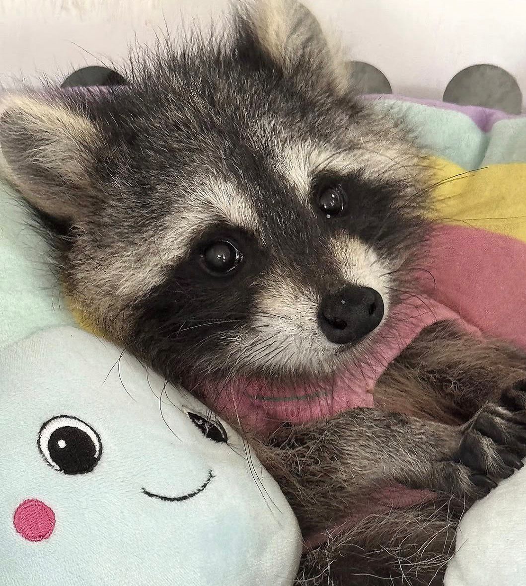 Raccoon cubs for sale Raccoon cubs for sale