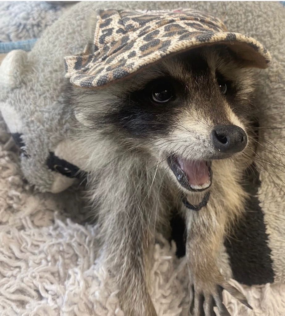 Raccoon for sale