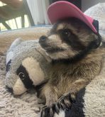 Domesticated raccoon for sale