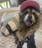 Domesticated raccoon for sale