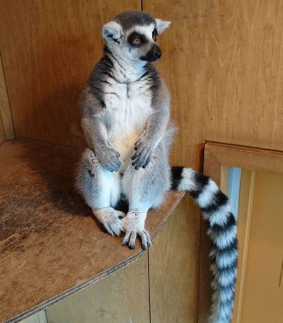 Lemur animal for sale
