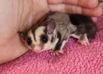 Sugar glider pet for sale