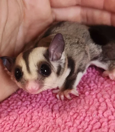 Sugar glider pet for sale