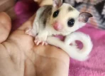 Buy Sugar glider online