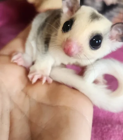 Buy Sugar glider online
