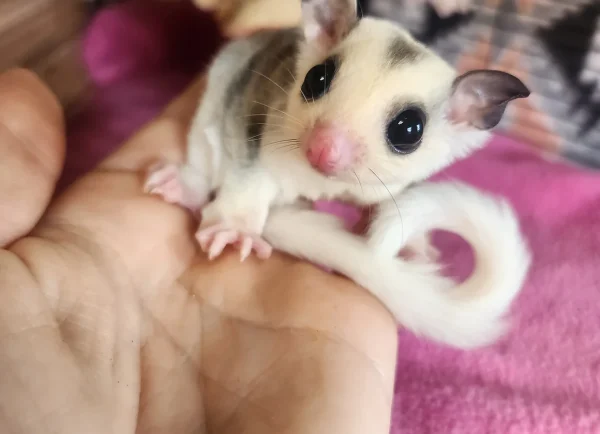 Buy Sugar glider online