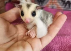 Buy Sugar glider online