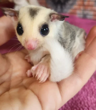 Buy Sugar glider online