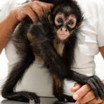 Spider monkey for sale
