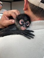 Spider monkey for sale