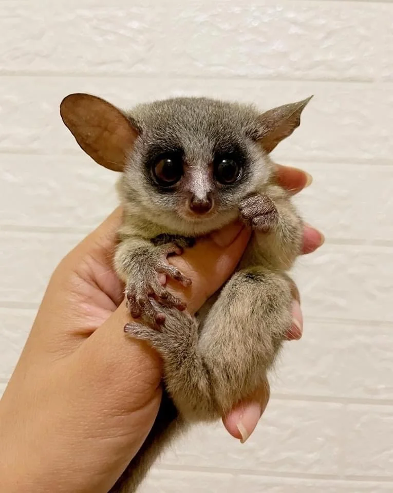 Buy a Galago