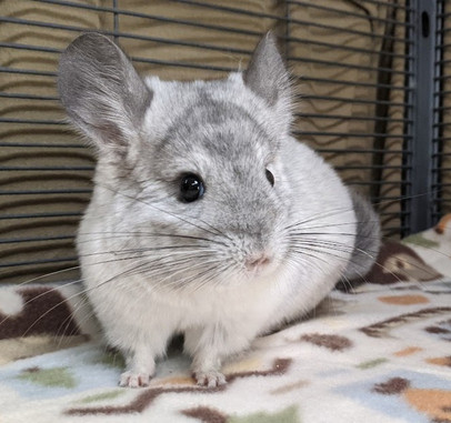 Buy a chinchilla