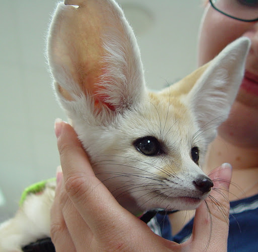 Buy a Fennec Fox