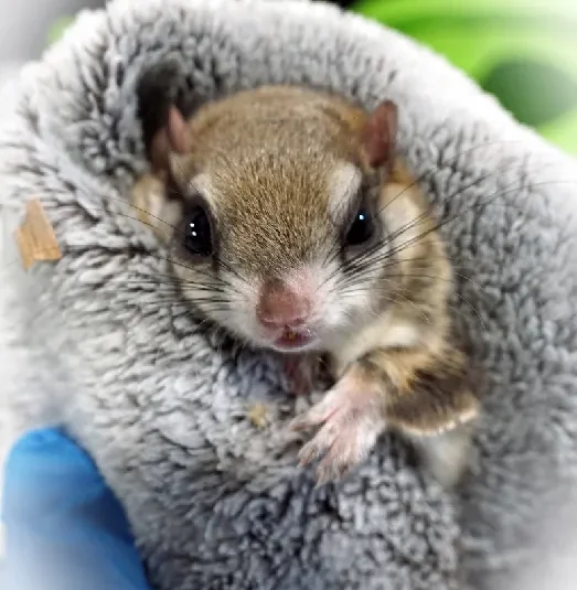 Buy a Flying Squirrel