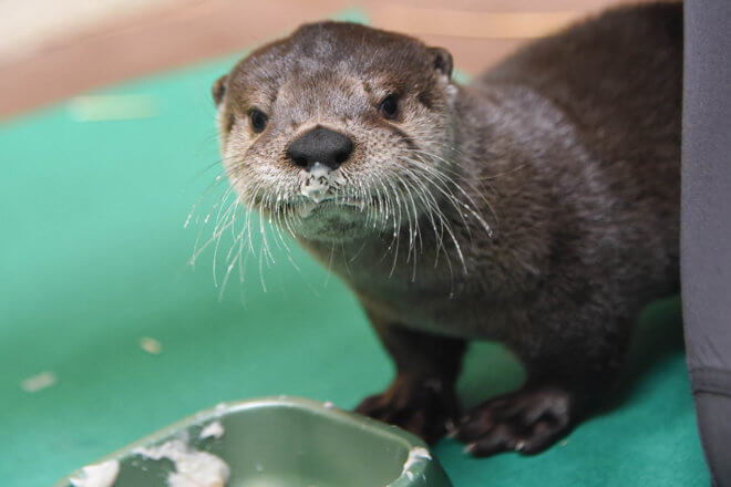 Buy Otter pet