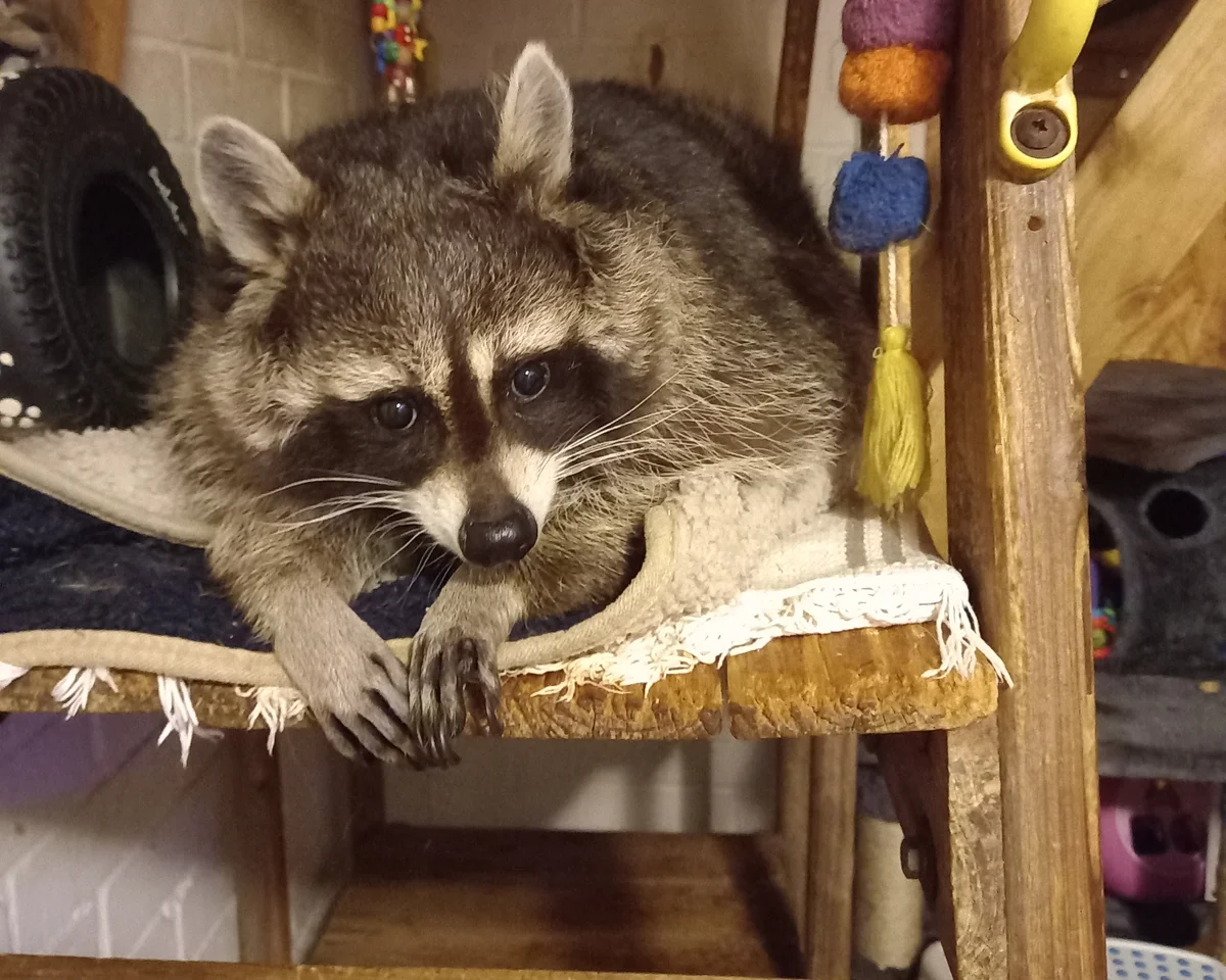 Buy a Raccoon