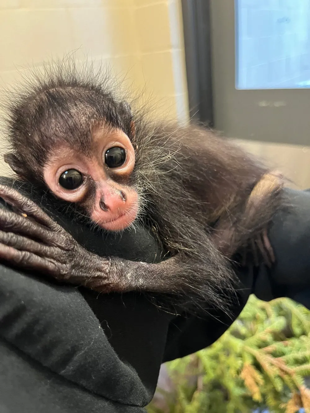 Buy a spider monkey